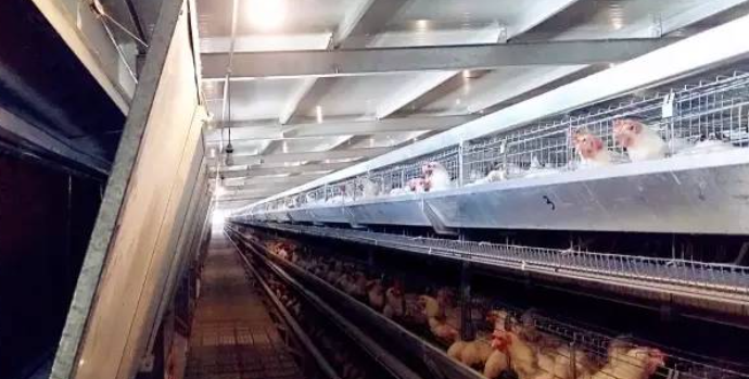今夏高温气候下鸡舍的通风管理